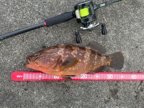 キジハタの釣果