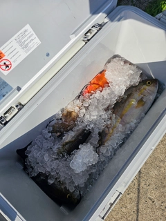 ネリゴの釣果