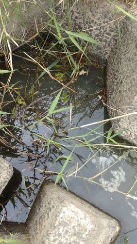 ライギョの釣果