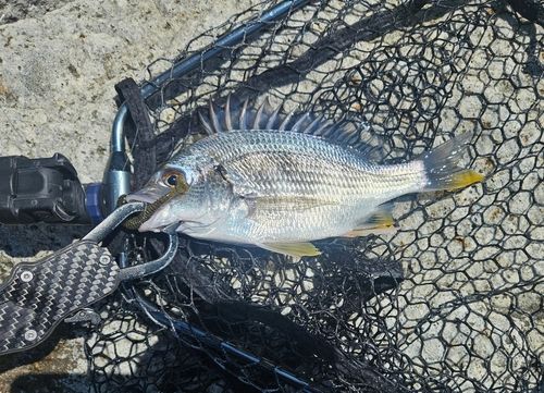 キビレの釣果