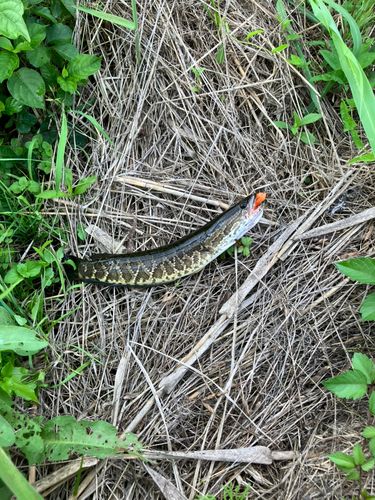ライギョの釣果