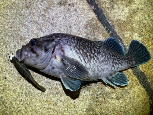 マゾイの釣果