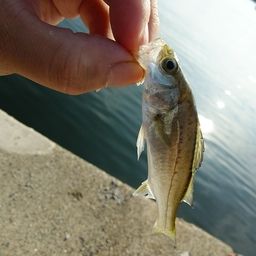 セイゴ（マルスズキ）