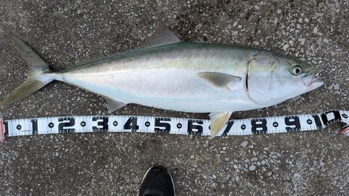 ブリの釣果