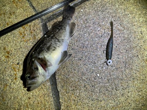 クロソイの釣果