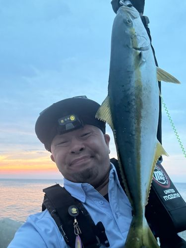 ヒラマサの釣果