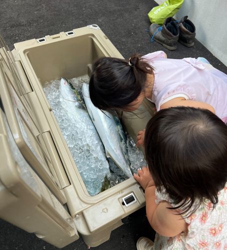 ブリの釣果