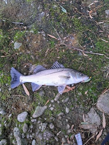 セイゴ（マルスズキ）の釣果