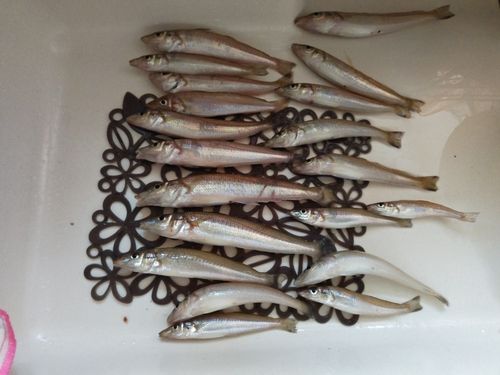 キスの釣果