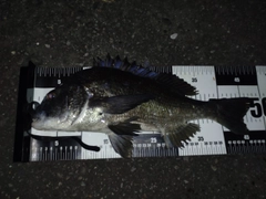 チヌの釣果