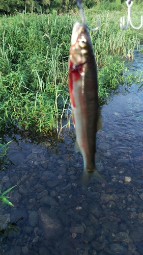 アユの釣果