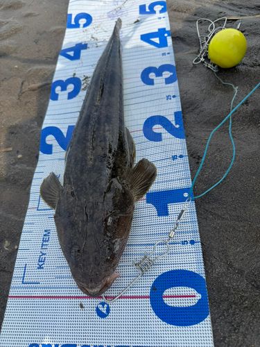 マゴチの釣果