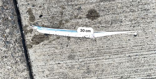 イタチウオの釣果