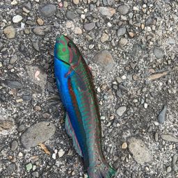 ニシキベラ
