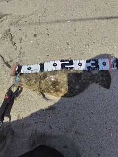 ソゲの釣果