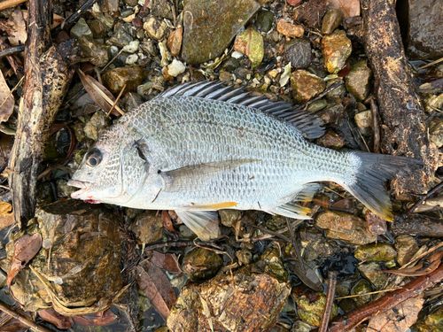 キビレの釣果