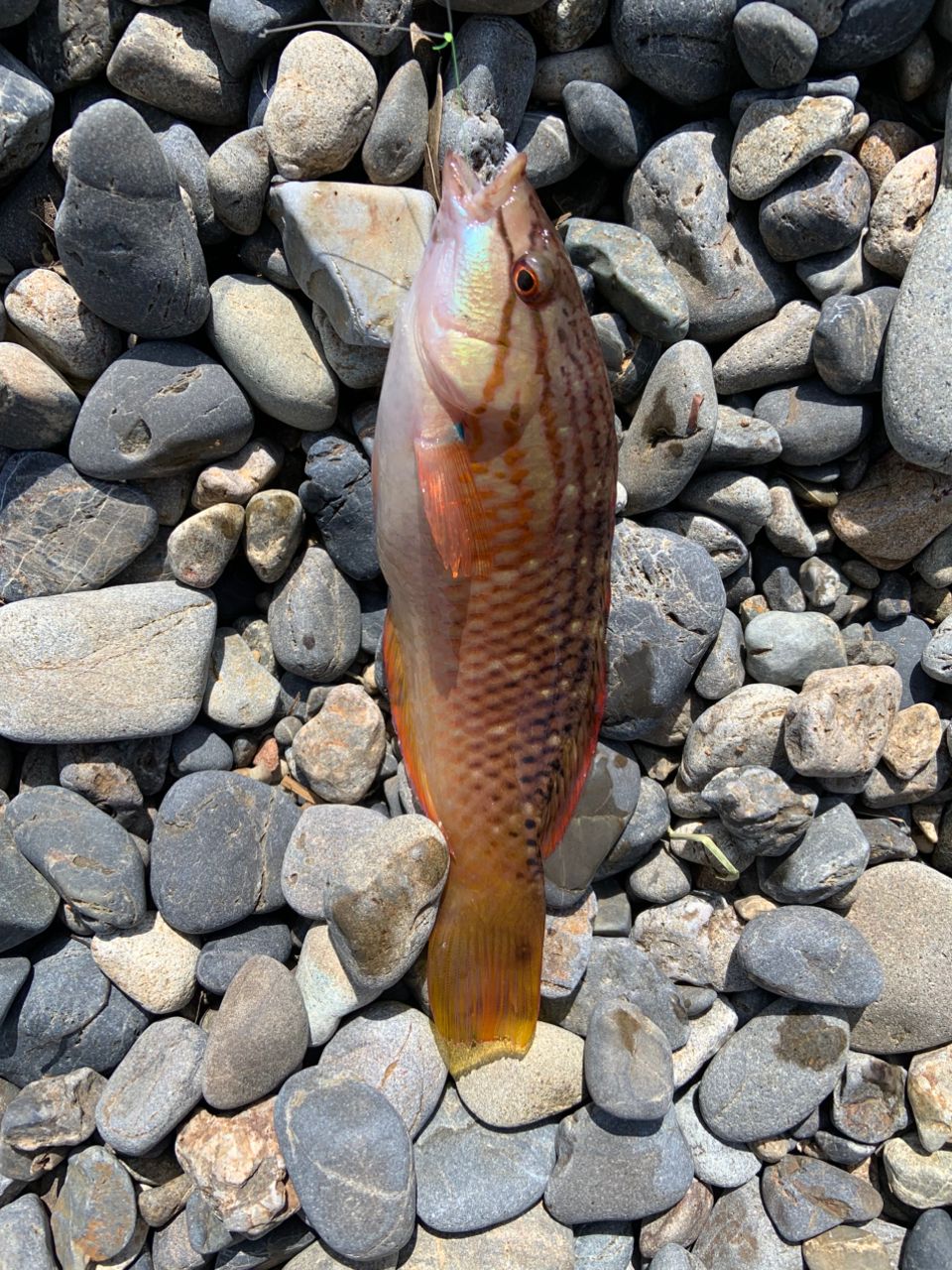 ホシササノハベラ