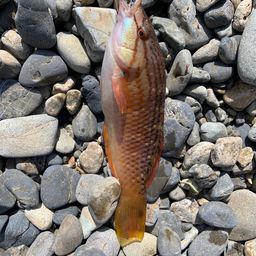 ホシササノハベラ