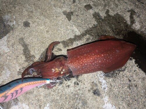 ケンサキイカの釣果