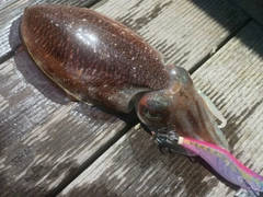 コウイカの釣果