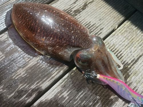 コウイカの釣果