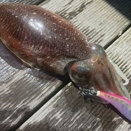 コウイカ