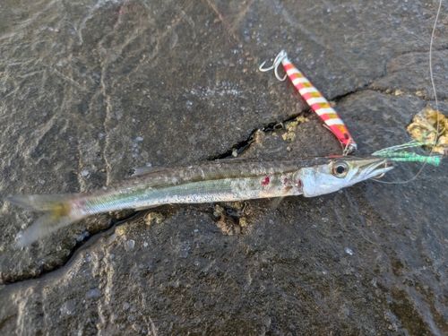 カマスの釣果