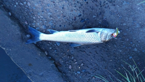 ニゴイの釣果