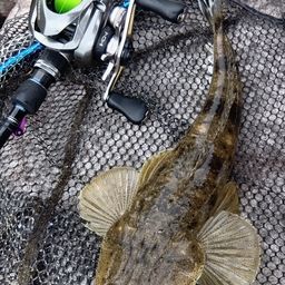 マゴチ