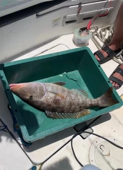 キツネフエフキの釣果