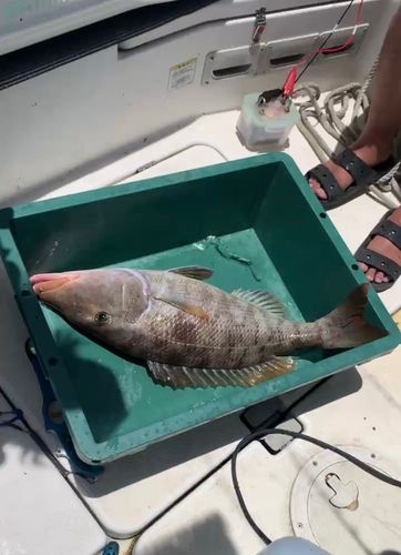 キツネフエフキの釣果