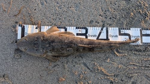 マゴチの釣果