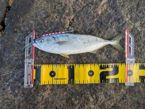 ワカシの釣果
