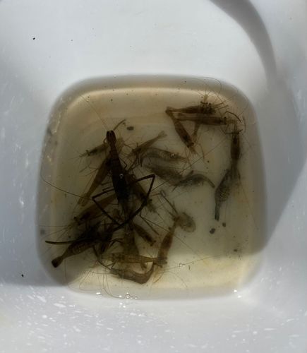 テナガエビの釣果