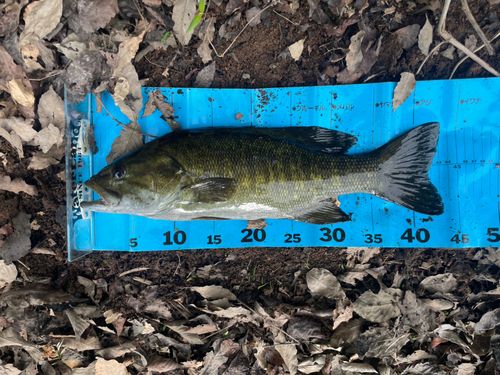 スモールマウスバスの釣果