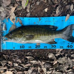 スモールマウスバス