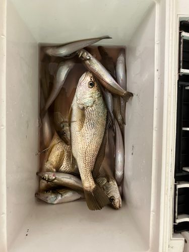 シロギスの釣果