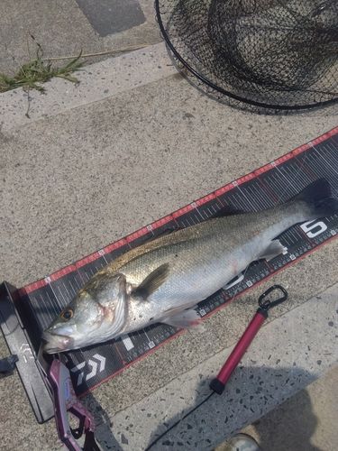 シーバスの釣果