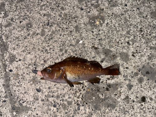 エゾメバルの釣果