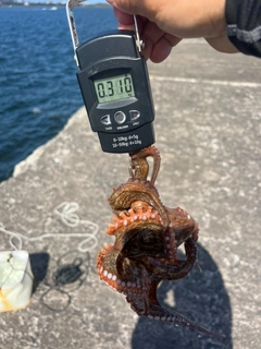 タコの釣果