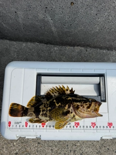 タケノコメバルの釣果