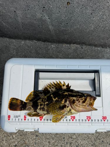 タケノコメバルの釣果