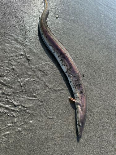ハモの釣果
