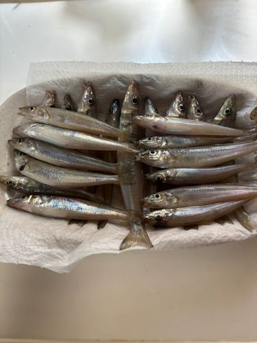 キスの釣果