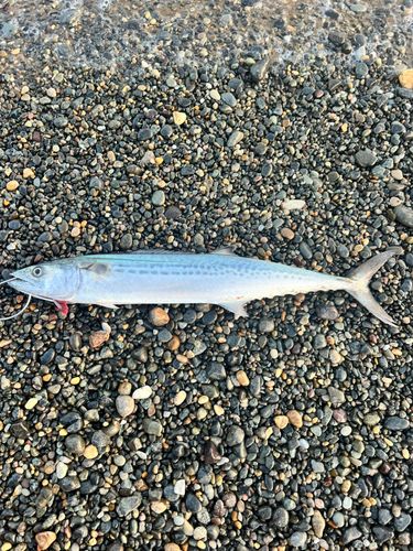 サゴシの釣果