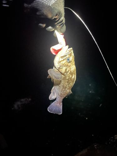 クロソイの釣果
