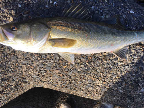 シーバスの釣果