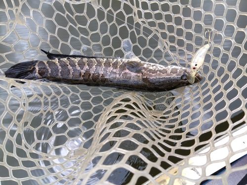 ライギョの釣果