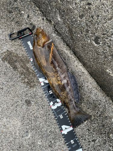 アイナメの釣果