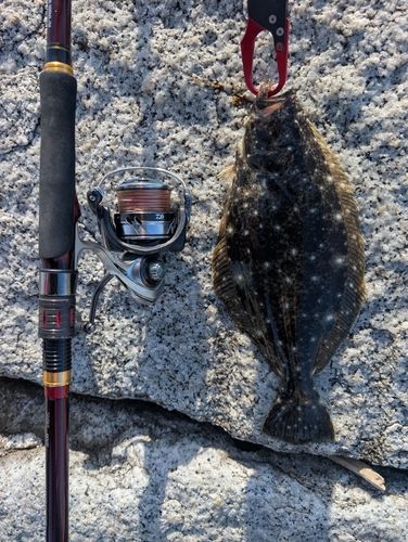 ヒラメの釣果